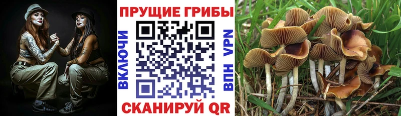 Псилоцибиновые грибы Cubensis  гидра вход  Барыш  купить наркотик 